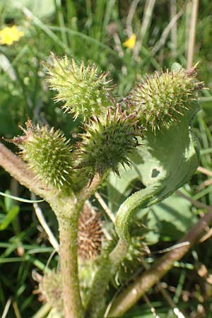 Xanthium albinum \ Ufer-Spitzklette / Riverside Cocklebur, D Brandenburg, Havelaue-Strodehne 17.9.2020