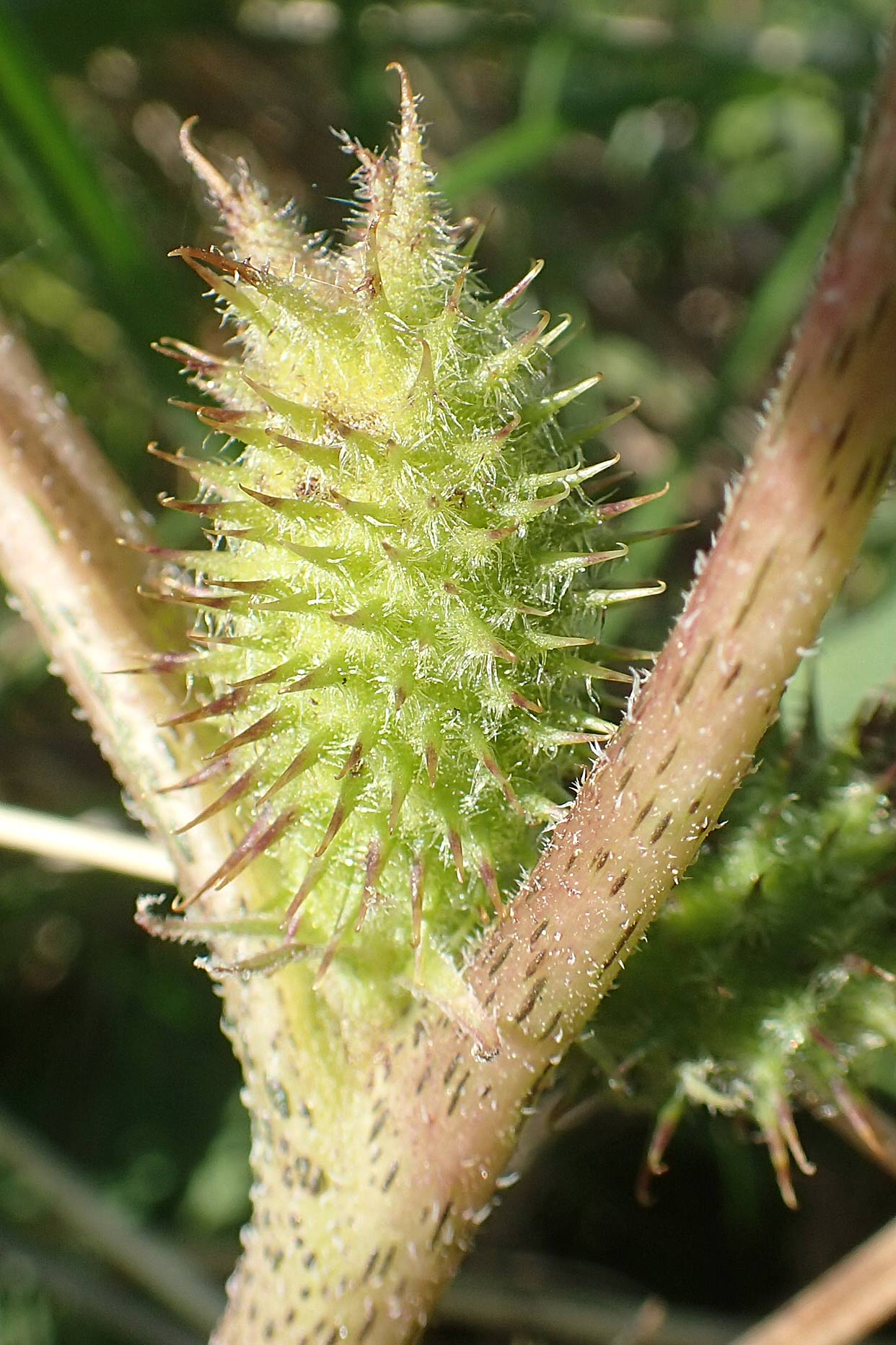Xanthium albinum \ Ufer-Spitzklette / Riverside Cocklebur, D Brandenburg, Havelaue-Strodehne 17.9.2020