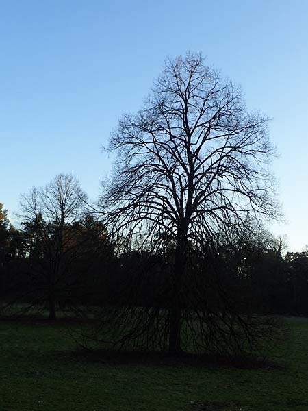 Aesculus hippocastanum \ Ross-Kastanie / Horse Chestnut, D Mannheim 14.1.2025