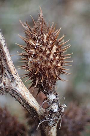 Xanthium albinum \ Ufer-Spitzklette / Riverside Cocklebur, D Br&uuml;hl bei/near Mannheim 1.2.2026