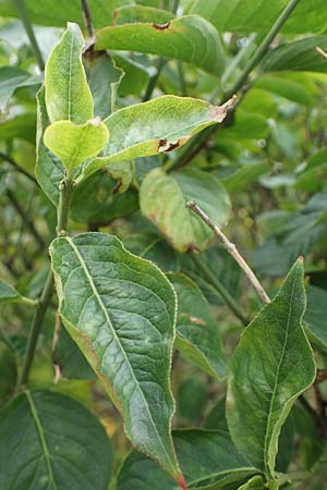 Viburnum lentago \ Kanadischer Schneeball / Nannyberry, D Hohwacht 13.9.2021