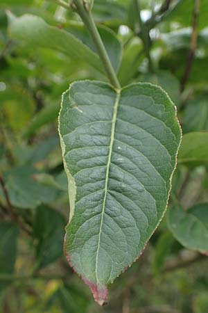 Viburnum lentago \ Kanadischer Schneeball / Nannyberry, D Hohwacht 13.9.2021