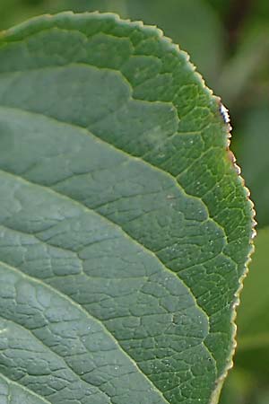 Viburnum lentago \ Kanadischer Schneeball / Nannyberry, D Hohwacht 13.9.2021