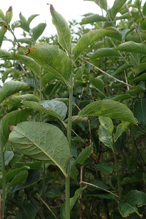 Viburnum lentago \ Kanadischer Schneeball / Nannyberry, D Hohwacht 13.9.2021