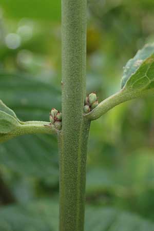 Viburnum lentago \ Kanadischer Schneeball / Nannyberry, D Hohwacht 13.9.2021
