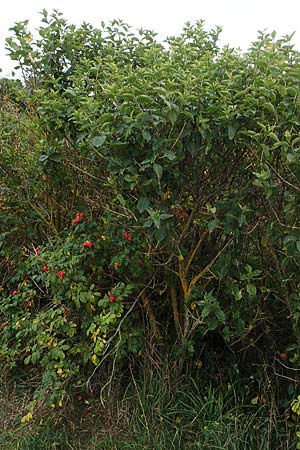 Viburnum lentago \ Kanadischer Schneeball / Nannyberry, D Hohwacht 13.9.2021