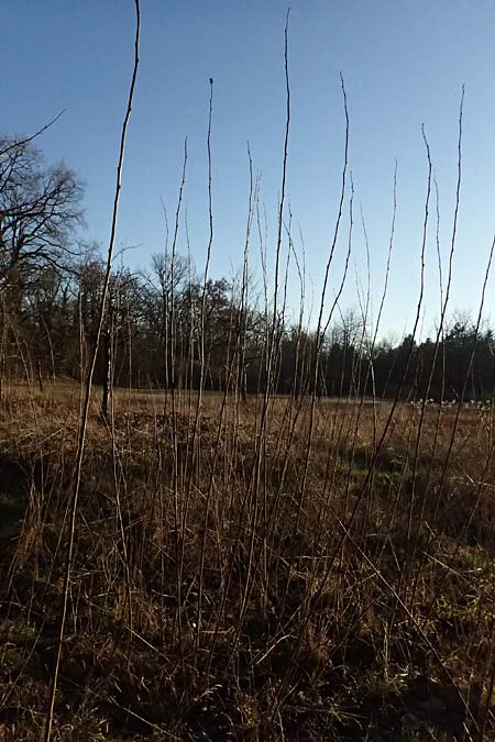 Populus tremula \ Zitter-Pappel, Espe / Aspen, D Mannheim 14.1.2025