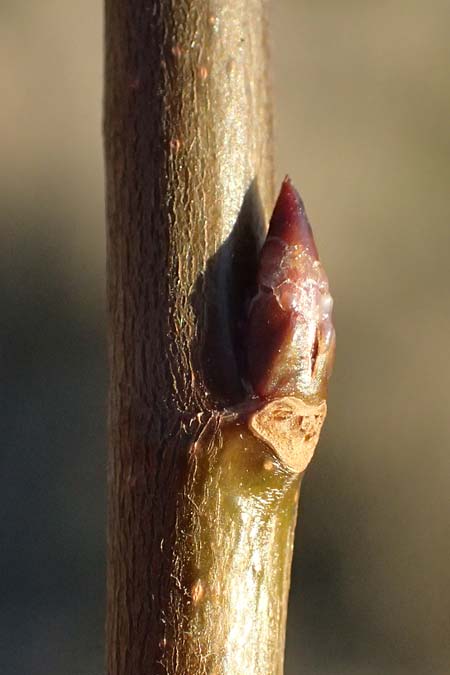 Populus tremula \ Zitter-Pappel, Espe / Aspen, D Mannheim 14.1.2025