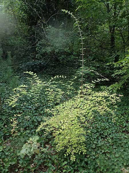 Kolkwitzia amabilis / Beauty Bush, D Mannheim 17.9.2025