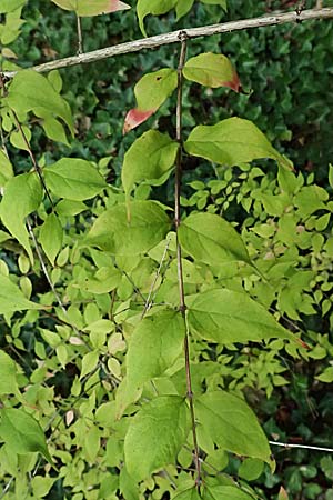 Kolkwitzia amabilis / Beauty Bush, D Mannheim 17.9.2025
