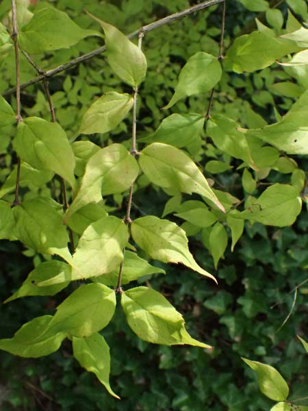 Kolkwitzia amabilis / Beauty Bush, D Mannheim 17.9.2025