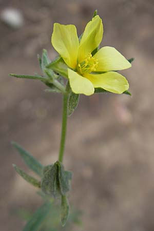 Tuberaria lignosa \ Holziges Sandr�schen / Woody Rock-Rose, D Botan. Gar.  Universit.  Mainz 11.7.2009