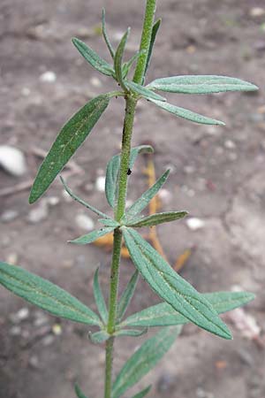 Tuberaria lignosa \ Holziges Sandr�schen / Woody Rock-Rose, D Botan. Gar.  Universit.  Mainz 11.7.2009