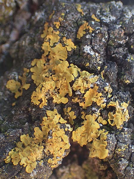 Xanthoria parietina ? \ Gew&ouml;hnliche Gelb-Flechte / Yellow Lichen, D Bochum 9.8.2021