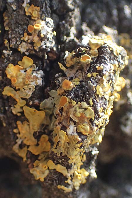 Xanthoria parietina ? \ Gew&ouml;hnliche Gelb-Flechte / Yellow Lichen, D Bochum 9.8.2021