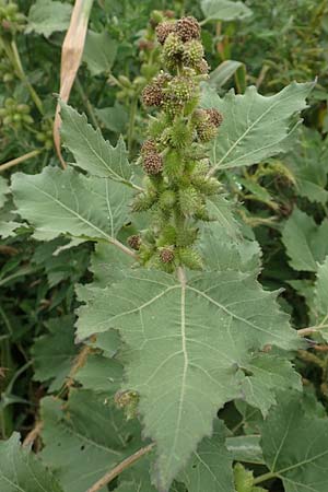 Xanthium strumarium \ Gew�hnliche Spitzklette / Rough Cocklebur, Common Cocklebur, D Werne 11.7.2018