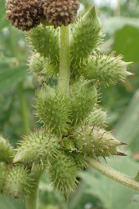 Xanthium strumarium \ Gew�hnliche Spitzklette / Rough Cocklebur, Common Cocklebur, D Werne 11.7.2018