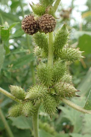 Xanthium strumarium \ Gew�hnliche Spitzklette / Rough Cocklebur, Common Cocklebur, D Werne 11.7.2018