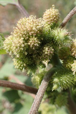 Xanthium strumarium \ Gew�hnliche Spitzklette / Rough Cocklebur, Common Cocklebur, D Ludwigshafen 29.8.2018