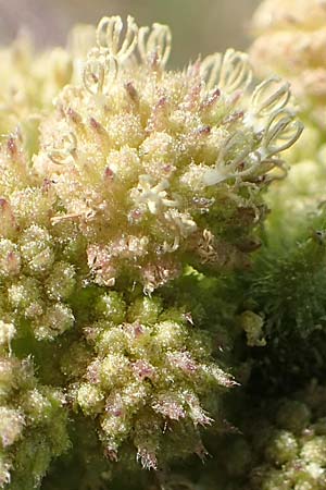 Xanthium strumarium \ Gew�hnliche Spitzklette / Rough Cocklebur, Common Cocklebur, D Ludwigshafen 29.8.2018