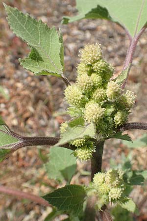 Xanthium strumarium \ Gew�hnliche Spitzklette / Rough Cocklebur, Common Cocklebur, D Ludwigshafen 29.8.2018