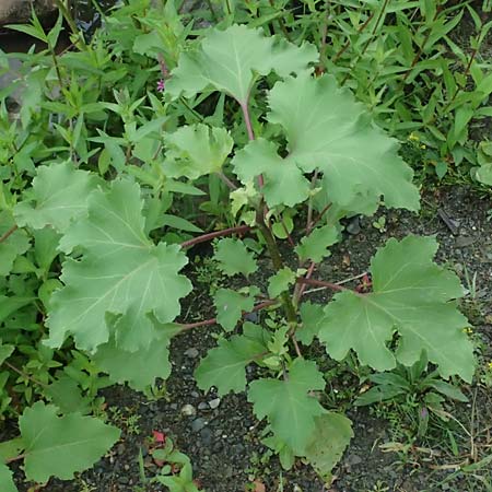 Xanthium strumarium \ Gew�hnliche Spitzklette / Rough Cocklebur, Common Cocklebur, D Lorch am Rhein 28.7.2023