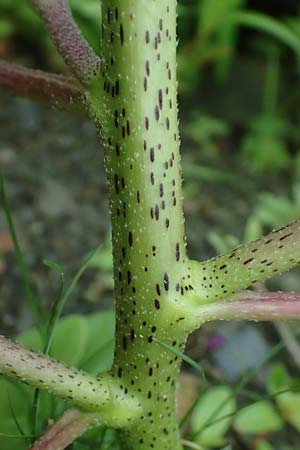 Xanthium strumarium \ Gew�hnliche Spitzklette / Rough Cocklebur, Common Cocklebur, D Lorch am Rhein 28.7.2023