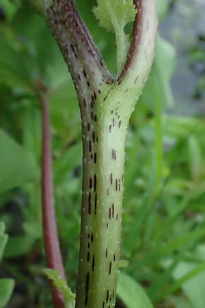 Xanthium strumarium \ Gew�hnliche Spitzklette / Rough Cocklebur, Common Cocklebur, D Lorch am Rhein 28.7.2023