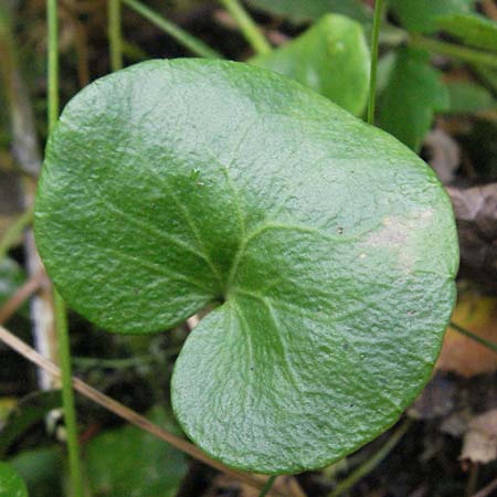 Soldanella alpina \ Alpengl�ckchen / Alpine Snowbell, D Schwarzwald/Black-Forest, Feldberg 18.8.2007