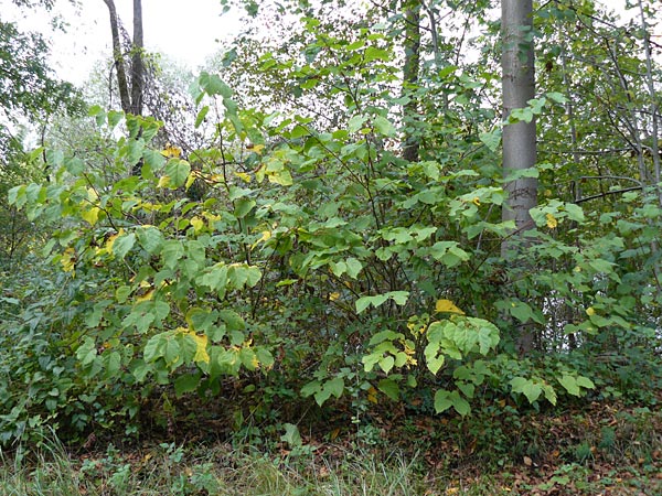 Paulownia tomentosa \ Blauglockenbaum / Princess Tree, Foxglove Tree, D Ketsch 7.10.2015