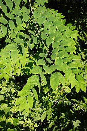 Aralia excelsa s.l. \ Hohe Aralie / Tall Spikenard, D Mannheim 1.7.2015