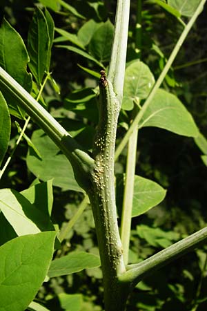 Aralia excelsa s.l. \ Hohe Aralie / Tall Spikenard, D Mannheim 1.7.2015