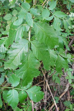 Sambucus nigra \ Schwarzer Holunder / Elder, D Ketsch 22.7.2015