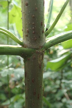 Sambucus nigra \ Schwarzer Holunder / Elder, D Ketsch 22.7.2015