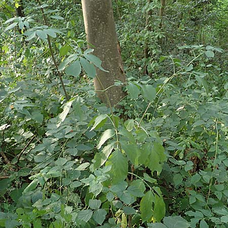 Sambucus nigra \ Schwarzer Holunder / Elder, D Ketsch 22.7.2015
