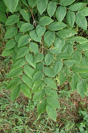 Aralia excelsa s.l. \ Hohe Aralie / Tall Spikenard, D Mannheim 18.8.2015
