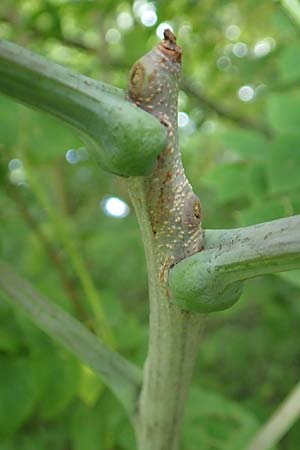 Aralia excelsa s.l. \ Hohe Aralie / Tall Spikenard, D Mannheim 18.8.2015