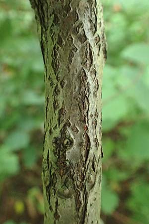 Aralia excelsa s.l. \ Hohe Aralie / Tall Spikenard, D Mannheim 18.8.2015