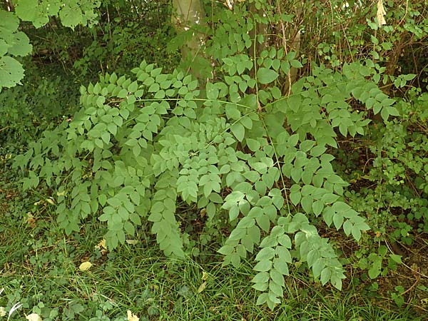 Aralia excelsa s.l. \ Hohe Aralie / Tall Spikenard, D Mannheim 18.8.2015