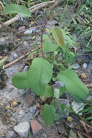 Robinia pseudoacacia \ Robinie / False Acacia, D Mannheim,  Friesenheimer Insel 9.9.2015