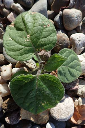 Catalpa bignonioides \ Gew�hnlicher Trompetenbaum, Beamtenbaum / Common Catalpa, Indian Bean Tree, D Mannheim 27.9.2015