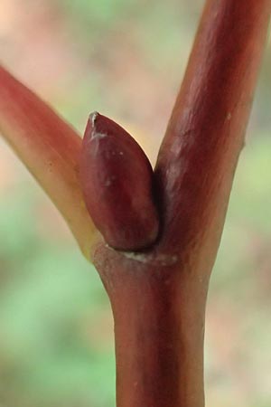 Paulownia tomentosa \ Blauglockenbaum / Princess Tree, Foxglove Tree, D Ketsch 7.10.2015