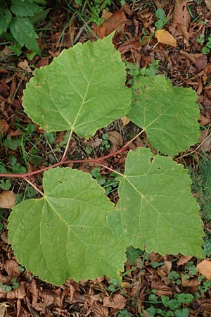 Paulownia tomentosa \ Blauglockenbaum / Princess Tree, Foxglove Tree, D Ketsch 7.10.2015