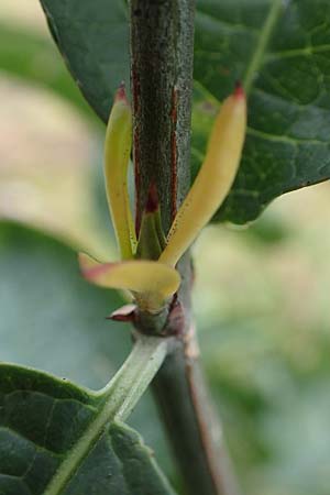 Euonymus europaeus \ Gew�hnliches Pfaffenh�tchen / Spindle, D Mannheim 7.11.2015