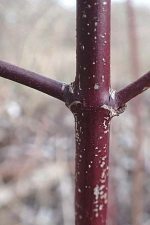 Cornus sanguinea \ Blutroter Hartriegel, Roter Hartriegel / Dogwood, D Mannheim 10.1.2016