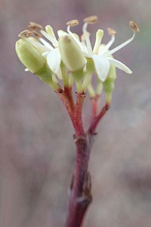 Cornus sanguinea \ Blutroter Hartriegel, Roter Hartriegel / Dogwood, D Mannheim 10.1.2016