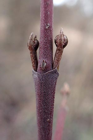 Cornus sanguinea \ Blutroter Hartriegel, Roter Hartriegel / Dogwood, D Mannheim 10.1.2016