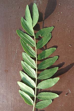 Gleditsia triacanthos \ Amerikanische Gleditschie, Lederh�lsenbaum / Honey Locust, D Mannheim 14.9.2016