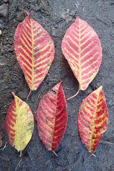 Prunus avium subsp. avium ? \ Vogel-Kirsche, Wild-Kirsche / Wild Cherry, D Mannheim 23.10.2016