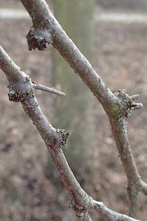 Gleditsia triacanthos \ Amerikanische Gleditschie, Lederh�lsenbaum / Honey Locust, D Mannheim 29.1.2017
